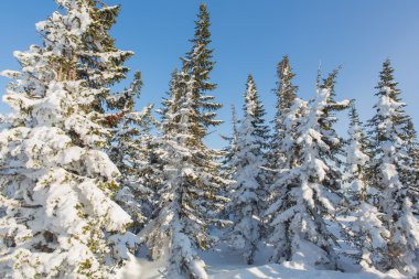 Güzel kış manzarası.