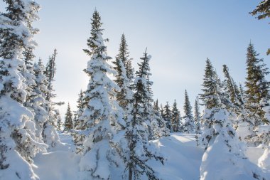 Güzel kış manzarası.