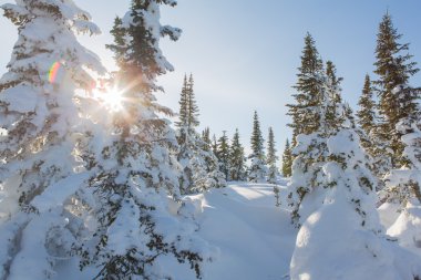 Güzel kış manzarası.