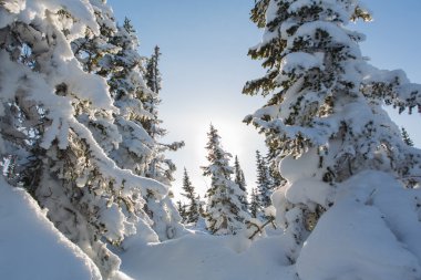 Güzel kış manzarası.
