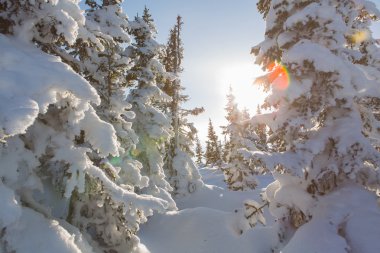 Güzel kış manzarası.