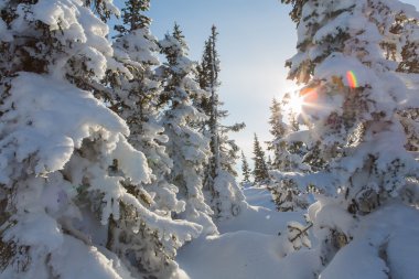 Güzel kış manzarası.