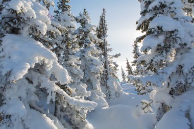 Güzel kış manzarası.