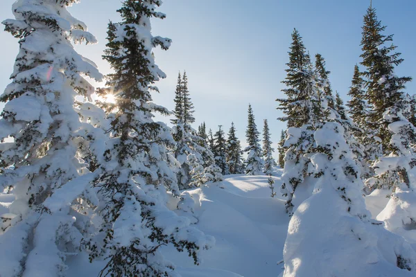 Beautiful winter landscape. Stock Picture