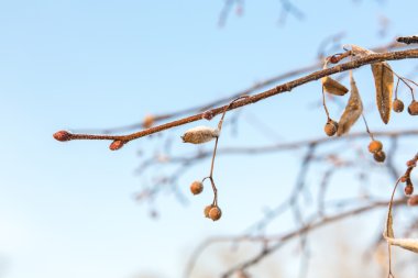 Ağaç dalı kar ve buz kristalleri.