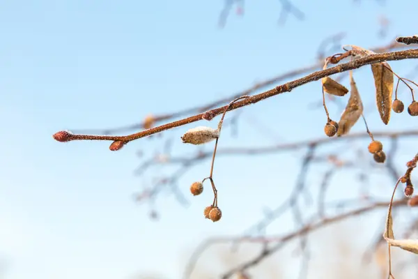 Cristaux de glace et de neige sur la branche de l'arbre . — Photo