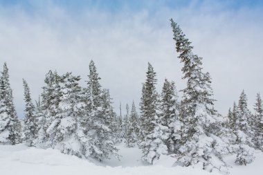 Güzel kış manzarası.