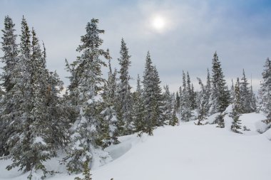 Güzel kış manzarası.