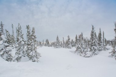 Güzel kış manzarası.