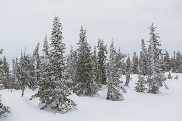 Hermoso paisaje de invierno. — Foto de Stock