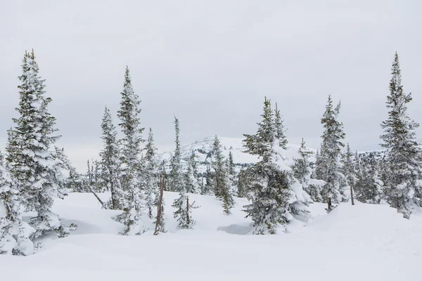 Hermoso paisaje de invierno. — Foto de Stock