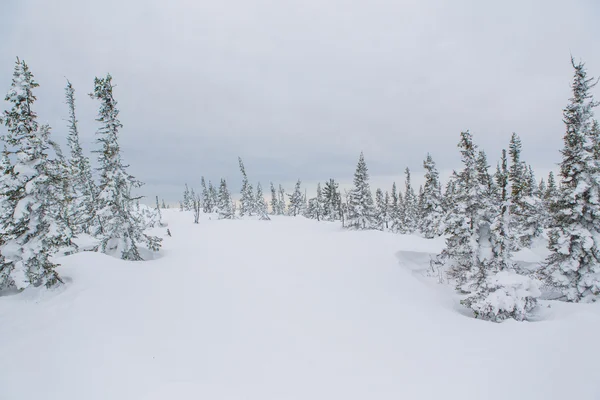 Beau paysage d'hiver. — Photo