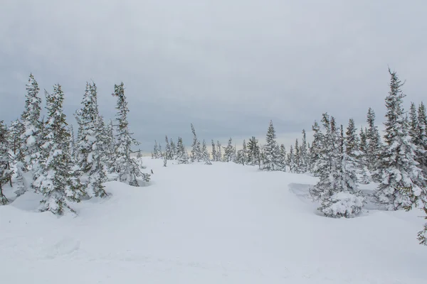 Linda paisagem de inverno. — Fotografia de Stock