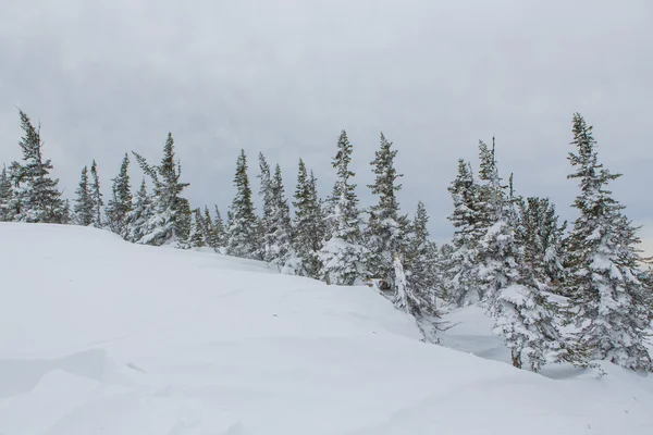 Hermoso paisaje de invierno. — Foto de Stock