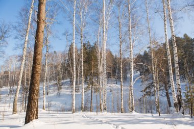 güneşli bir gün ormanda kış.