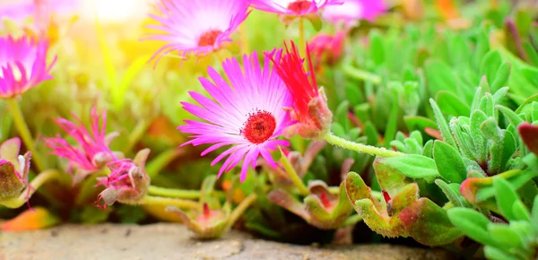 Dettaglio fiori — Foto Stock