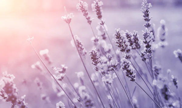 Detalhe de Lavenders — Fotografia de Stock