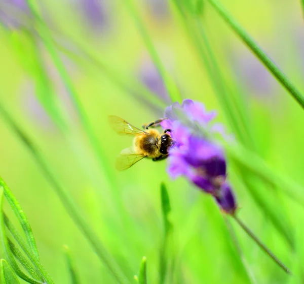 Biene auf Lavendel — Stockfoto