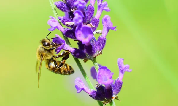 Bee op lavendel — Stockfoto