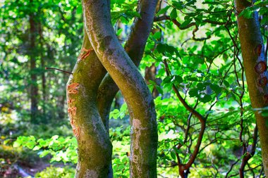 Kayın ağaçları detay