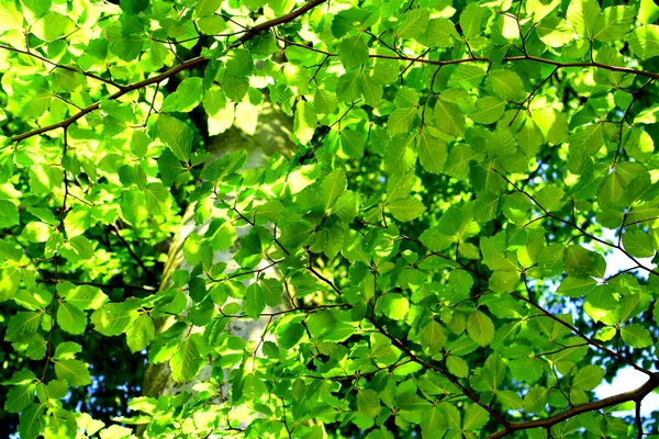 Beech leaves — Stock Photo, Image