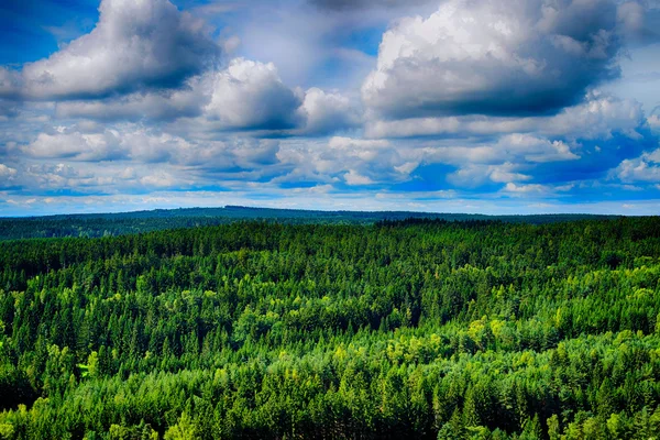 Waldlandschaft — Stockfoto