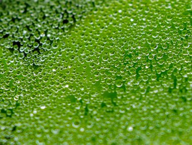 Örümcek Ağı 'na Su Damlaları