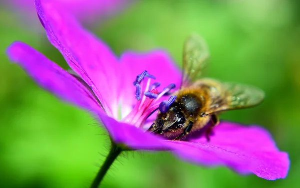 Biene auf Blume — Stockfoto