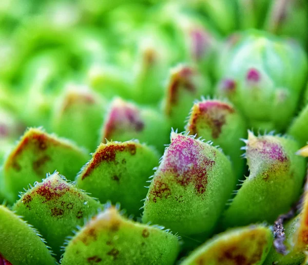 Green houseleek — Stock Photo, Image