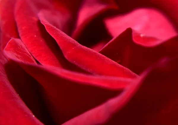 Red rose — Stock Photo, Image