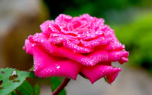 Rose after rain — Stock Photo, Image