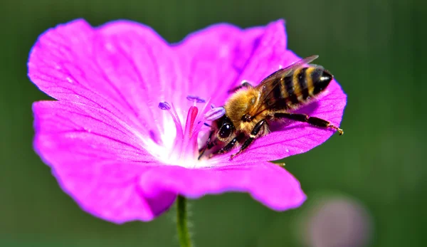 Biene auf Blume — Stockfoto