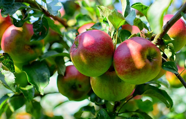 Olgun elmalar ağaçta — Stok fotoğraf