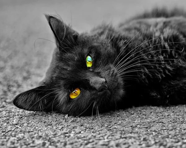 Pequeño gato negro — Foto de Stock