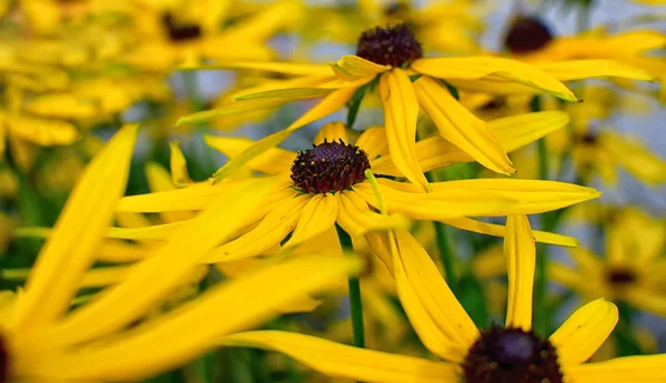 Yellow rudbkecia flower — Stock Photo, Image