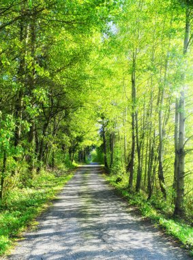 Yaz yol ağaçları ile