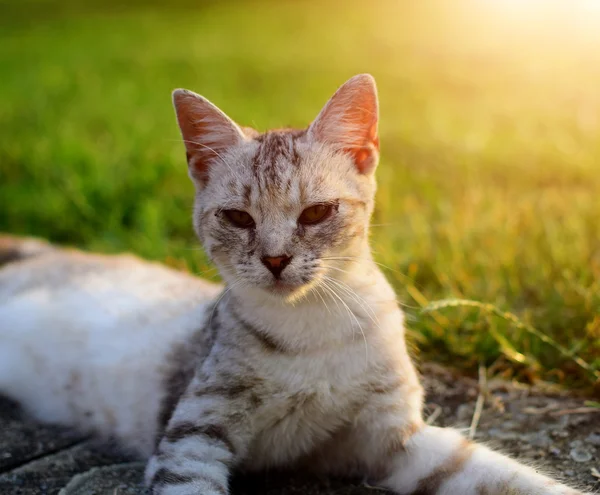 Pequeño lindo gato blanco — Foto de Stock