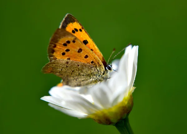 Papillon sur fleur — Photo