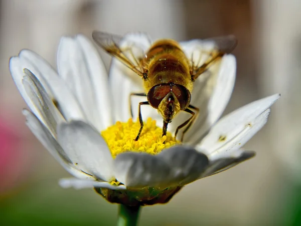 Abeille à la camomille — Photo