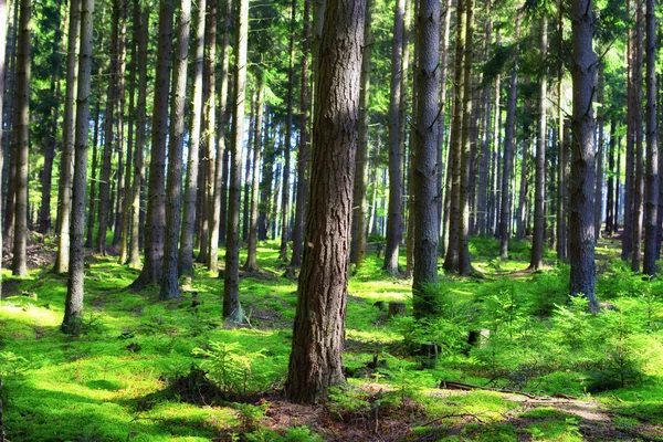 Wald und Sonnenstrahlen — Stockfoto