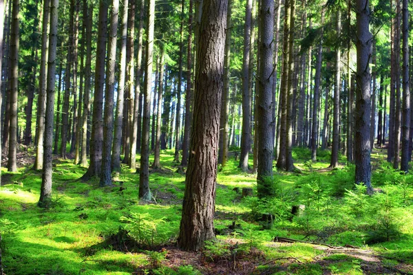 Bosque y rayos solares —  Fotos de Stock