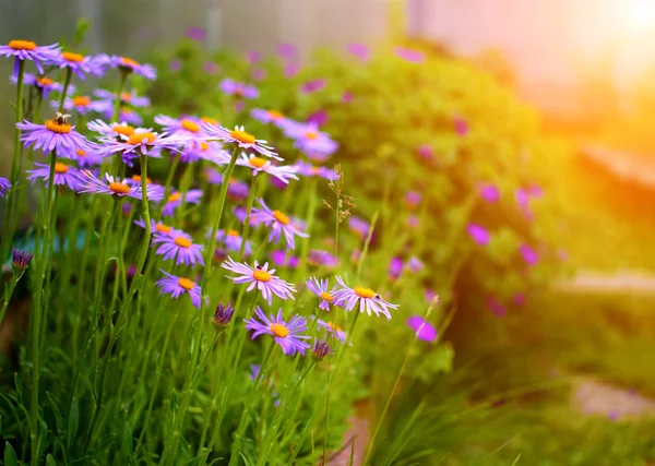 Jardin d'été avec fleurs — Photo