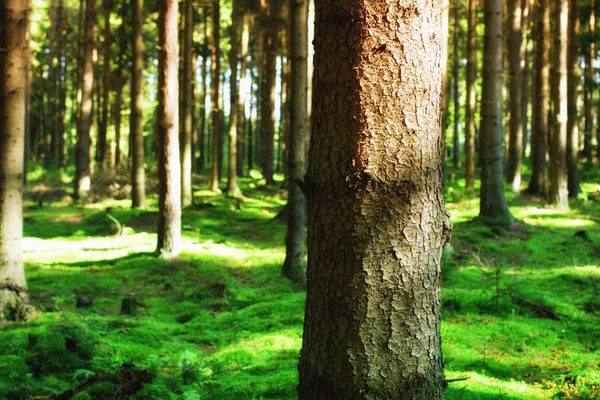 Bos en zon stralen — Stockfoto