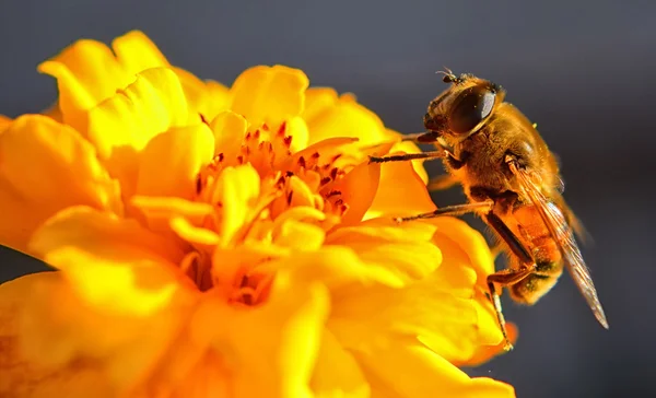 Biene auf Blume — Stockfoto