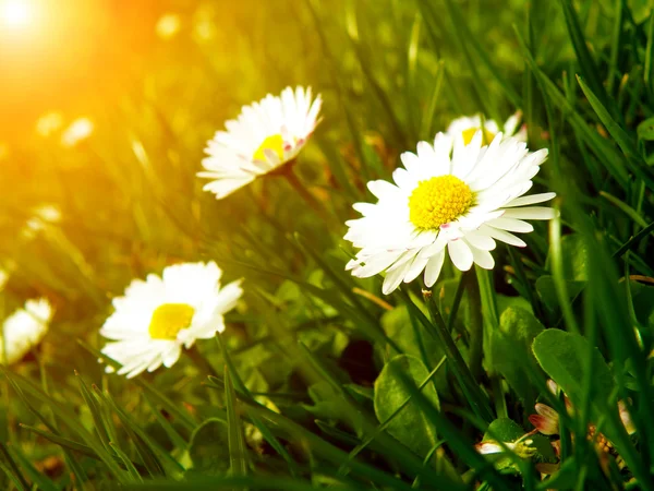 Daisy — Stock Photo, Image