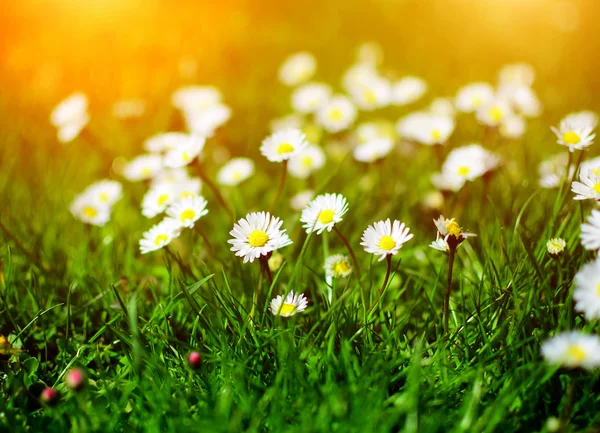 Daisy flower in garden — Stock Photo, Image