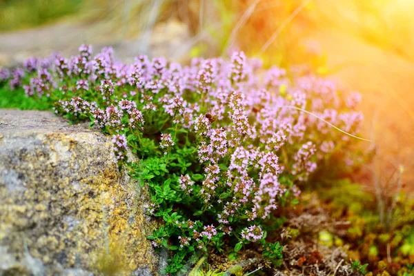 Fleurs dans le jardin — Photo