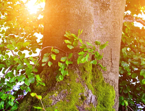 Oak tree — Stock Photo, Image