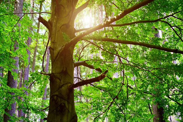 Dubový strom — Stock fotografie