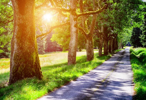 Allee der Bäume — Stockfoto